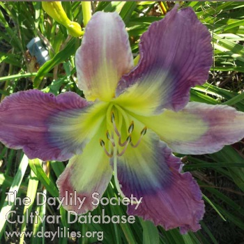 Sugar Plum Delight AHS image