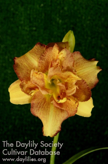Topguns Color Infusion AHS image