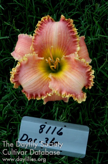 Topguns Magical Pink AHS image
