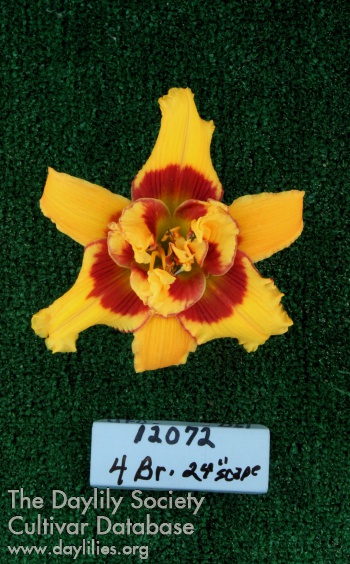 Topguns Mary Drury AHS image