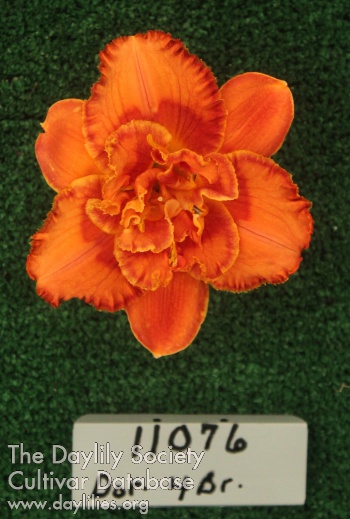 Topguns Solar Magic AHS image