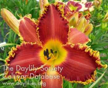 Totally Toothy AHS image
