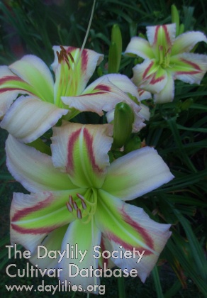 Westbourne Honey Dew AHS image