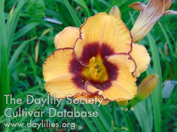 Simon's Frisian Lady AHS image