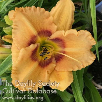 Patterns of Seduction