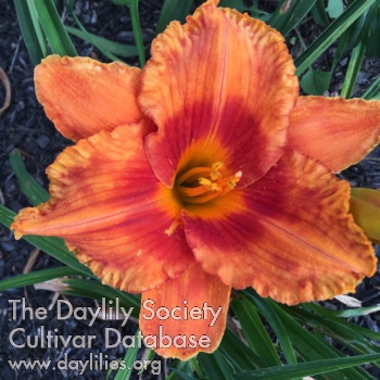 Tie Dyed Tangerine AHS image