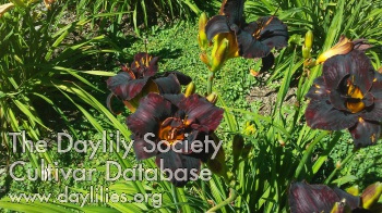 Rayven's Feather AHS image