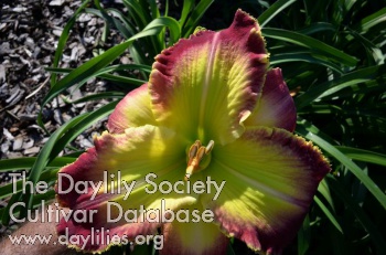 Globally Green AHS image