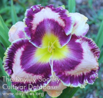Laurelwood's Holy Moly AHS image