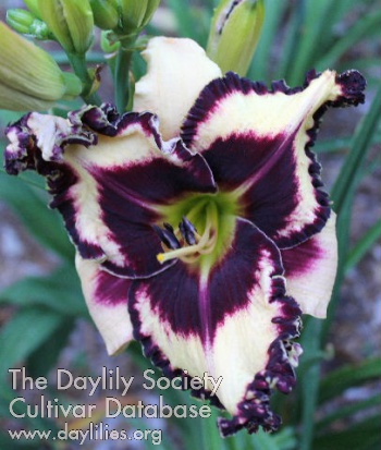 Laurelwood's Fleur-de-lis AHS image