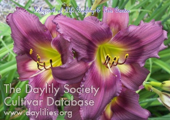 Our Buddy Steve E. AHS image