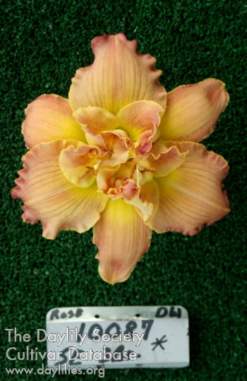 Topguns Lavender Magic AHS image