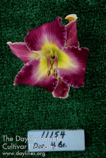 Topguns Paisley Parfait AHS image