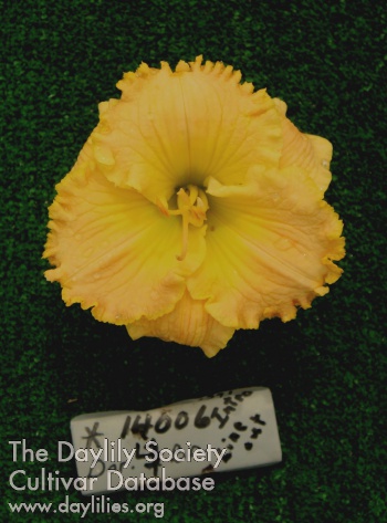 Topguns Persian Sunset AHS image
