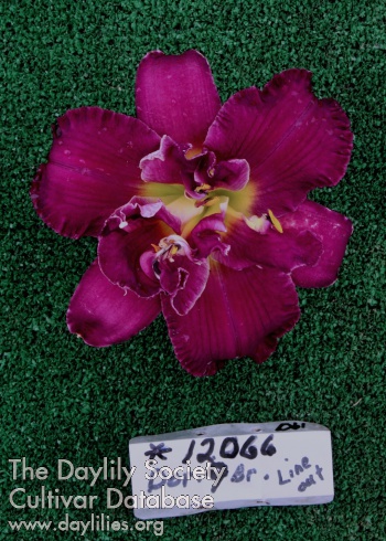 Topguns Purple Punch AHS image