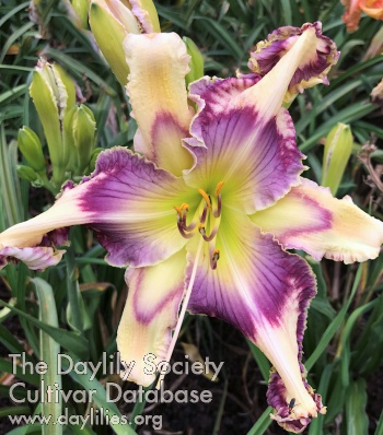 Ace of Pentacles image