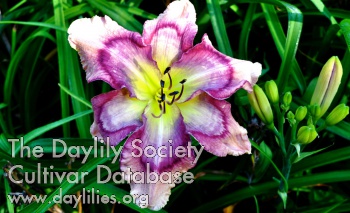 Starfish Wishes AHS image