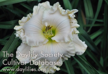 White Ambrosia AHS image