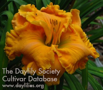 Buckeye Mango Mambo AHS image