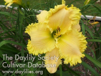 Faithful Majesty AHS image