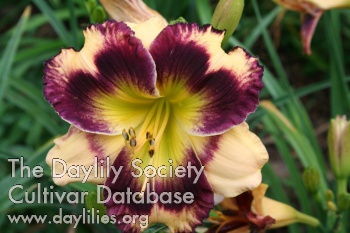 Pretty Party Petals AHS image