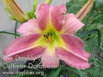 Cedar Creek Shades of Pink AHS image