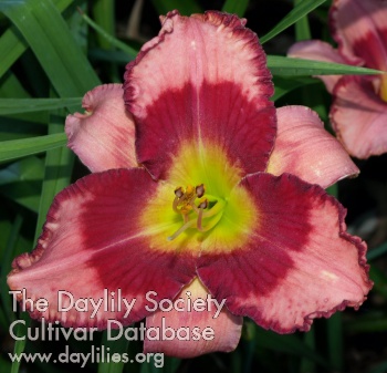 Raspberry Rascal AHS image