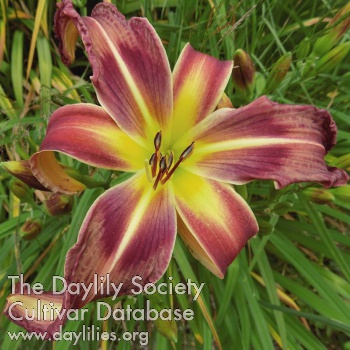 Jardin d'Edwige AHS image