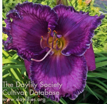Rossen's Violet on Violet AHS image