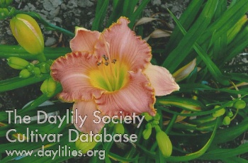 Cape Cod Salt Water Taffy AHS image