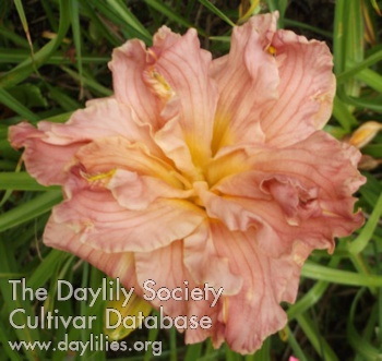 Diane Berlyn AHS image