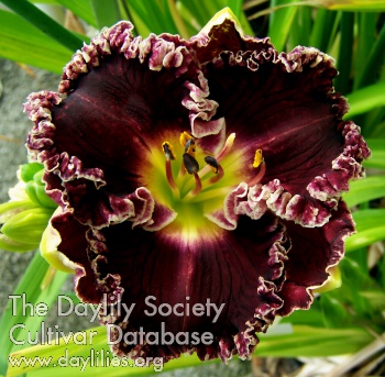 Dark Dubonnet AHS image