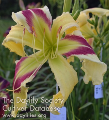 Harvest Delight AHS image