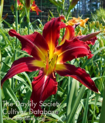 Scarlet Screamer AHS image