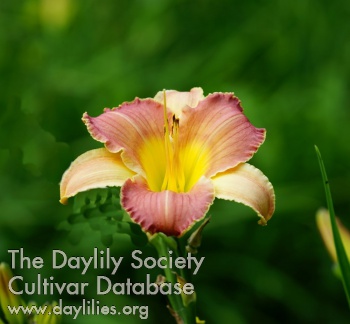 Follick's Northern Beauty AHS image