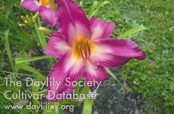 Into the Fuchsia AHS image