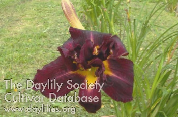 Nosy Norman AHS image