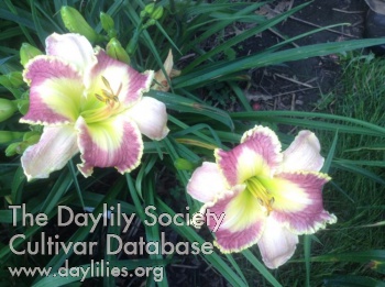 Judie the Garden Lady AHS image