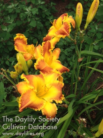 Prairie Summer Sunrise AHS image