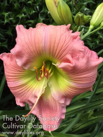 Splendiperous in Pink AHS image