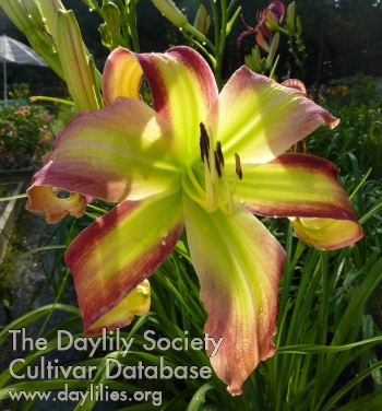 Rosy Fingered Dawn AHS image