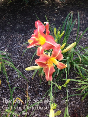 Charleston Autumn Red Intrigue AHS image