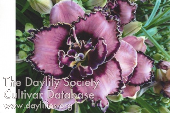 Darcie's Double Delight
