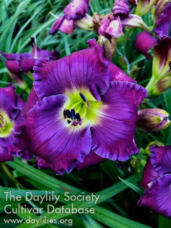 Lavender Blue Planet AHS image