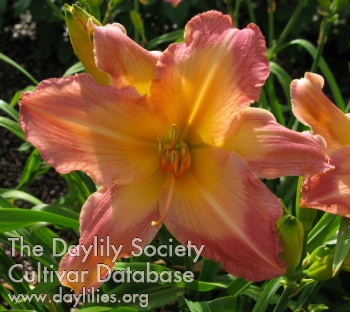 Mandarin Flair AHS image