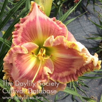 Jubileusz Magiczny AHS image