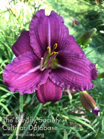 Blueberry Chanticleer AHS image