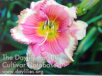Windham Pretty in Pink AHS image