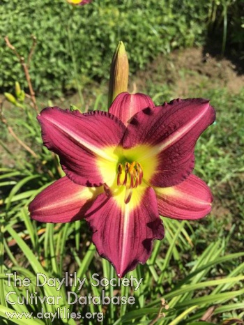 Summer Burgundy AHS image