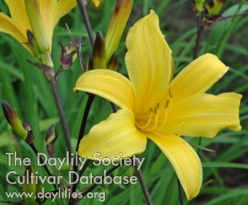 Olallie Babaloo AHS image